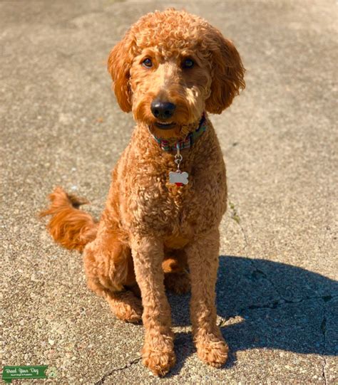 goldendoodle big size|goldendoodles full size.